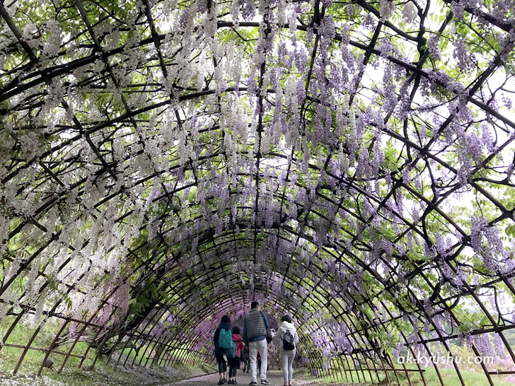 河内藤園の藤のトンネルの様子