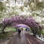 河内藤園の藤のトンネルの様子